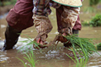 sanchi_img1.jpg