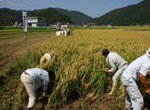 五百万石（コウノトリ育む農法減農薬）