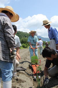 140625iwatunegi1.jpg