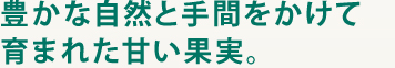 豊かな自然と手間をかけて育まれた甘い果実。