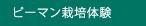 ピーマン栽培体験