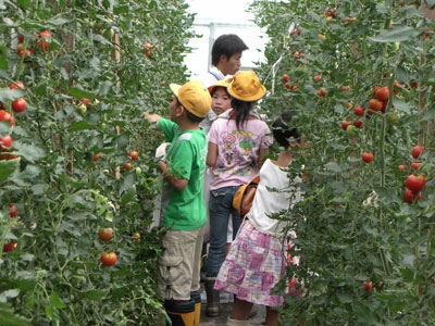 070702fukusumisyotomatosyuu.jpg