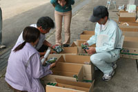 070709tajimayasaifair-hinpy.jpg