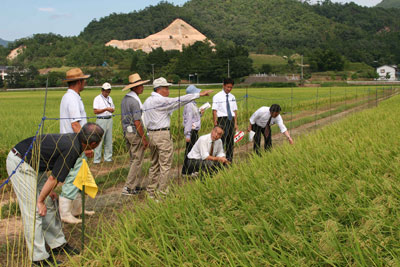 070821hukunohana.jpg
