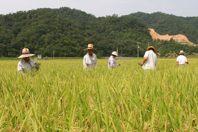070827fukunohana1.jpg