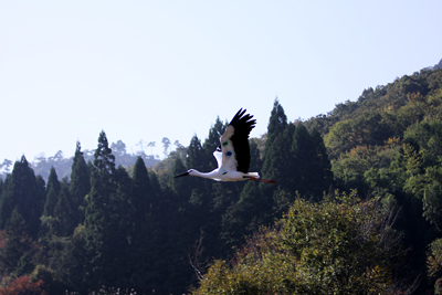 091031kounotori3.jpg
