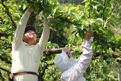 070508kasumi-nashi-kofukuro.jpg