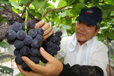 110907tajimanma-budou.jpg