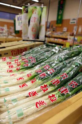 111201iwatunegi.jpg
