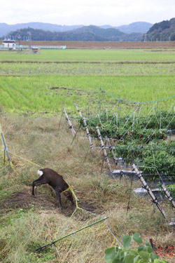 111022aguri1.jpg