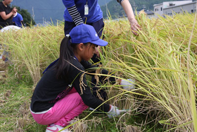 wadayama-inekari-2.jpg