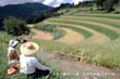 村岡米（減農薬）