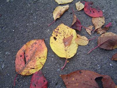 DSC00505-s.JPG