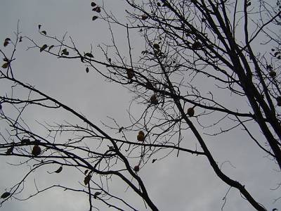 DSC00506-s.JPG