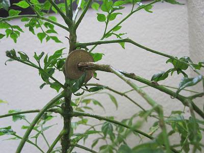 IMG_2350-s.JPG
