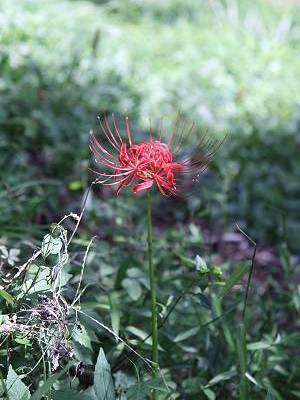 IMG_6478-s.JPG
