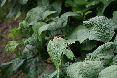 IMG_9048-s.JPG