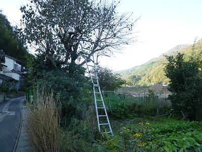 P1010128-s.JPG