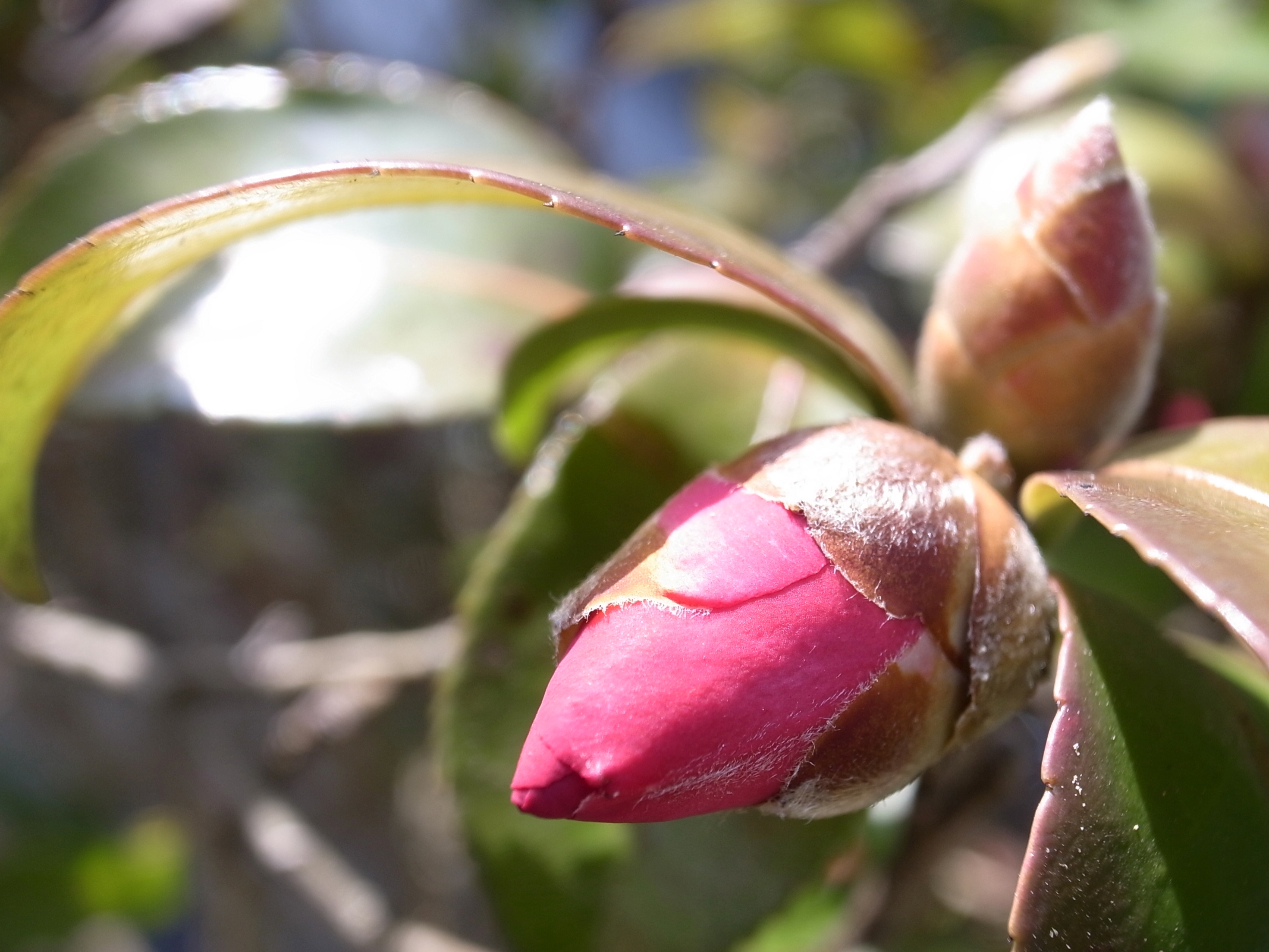 ikekatsu120224_0002.JPG