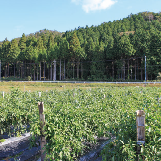 圃場のイメージ写真