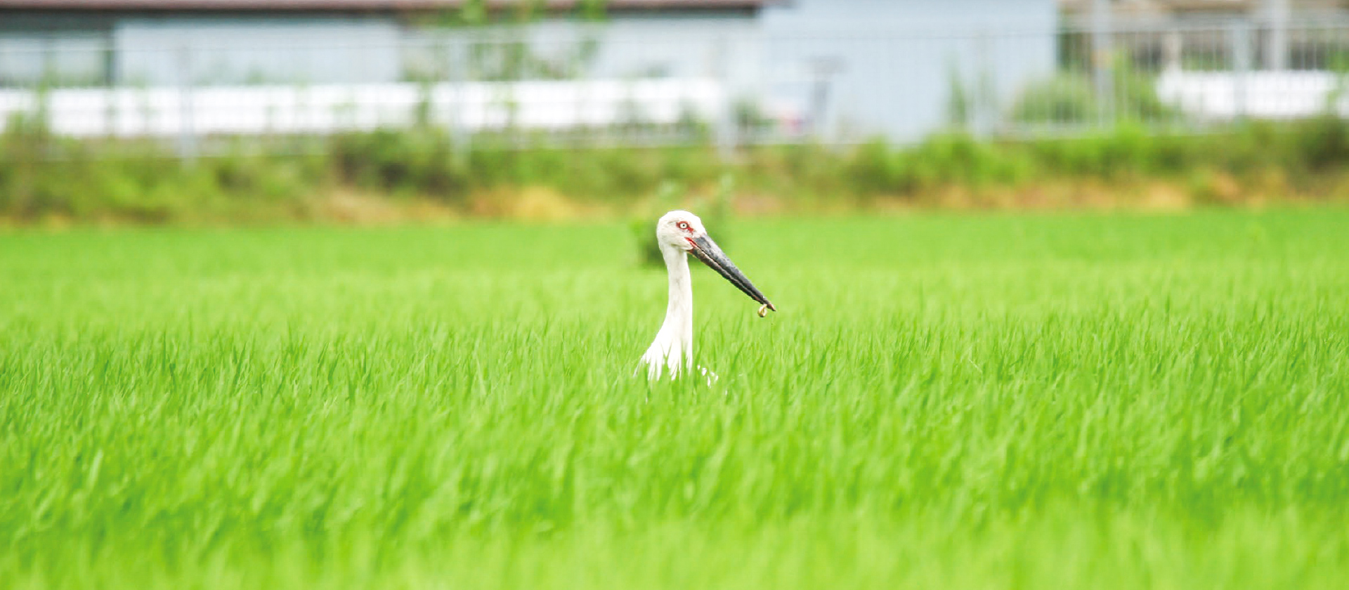 コウノトリの写真