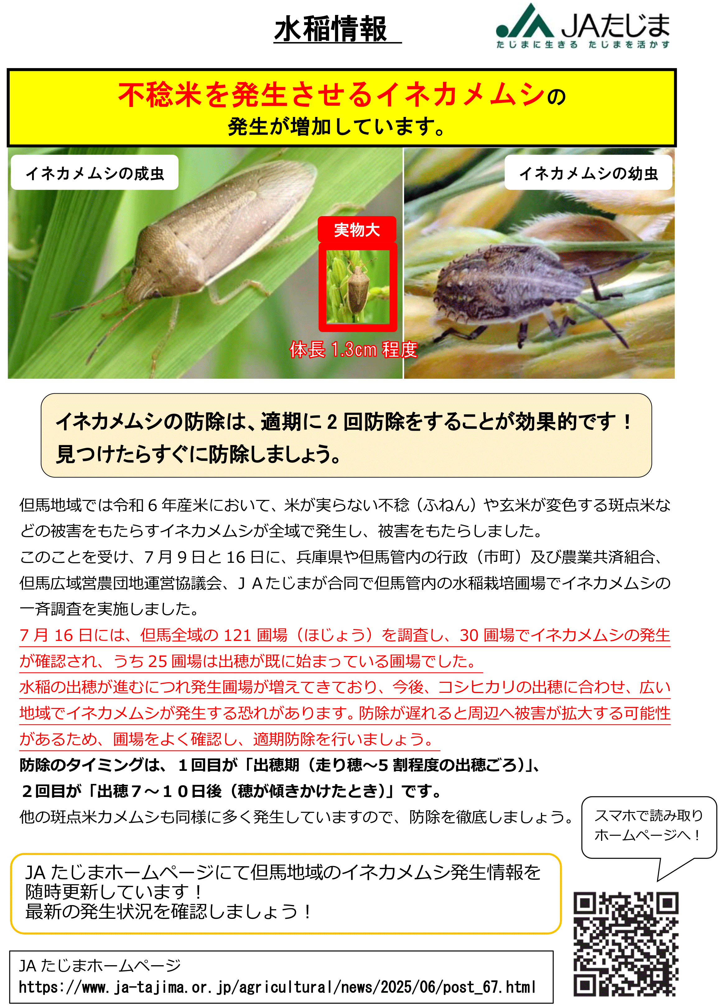 ◎【３普及最終】チェック済◆水稲情報（イネカメムシ調査後）-1.png