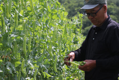 230601JAたじま　但東町野菜生産組合実エンドウ出荷最盛.jpg