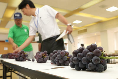 230829JAたじま　豊岡ぶどう品位査定会.jpg