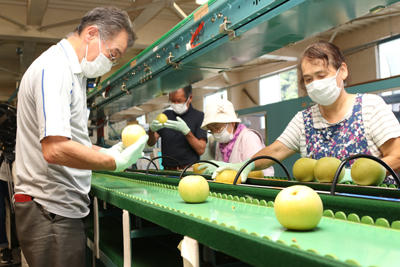 210826JAたじま　香住果樹園芸組合初出荷.jpg