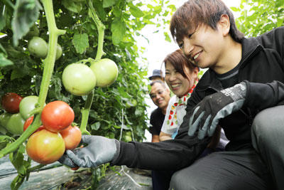 190611tomato1.jpg