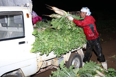 190818daikon1.jpg