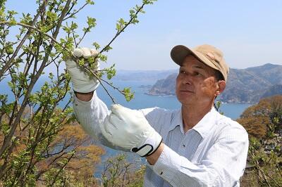 JAたじま　サンショウの若葉「木の芽」出荷最盛　0404.jpg