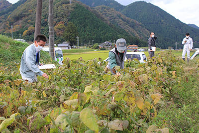 JAたじま　JAたじまあさご黒大豆部会共励会圃場審査　1108.jpg