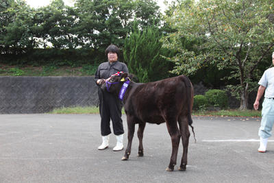 201006JAたじま　2020年度たじま農協東部子牛品評会.jpg