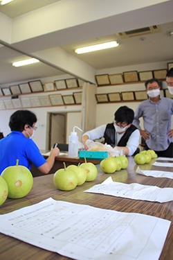 JAたじま　香住梨品位査定会　0818.jpg