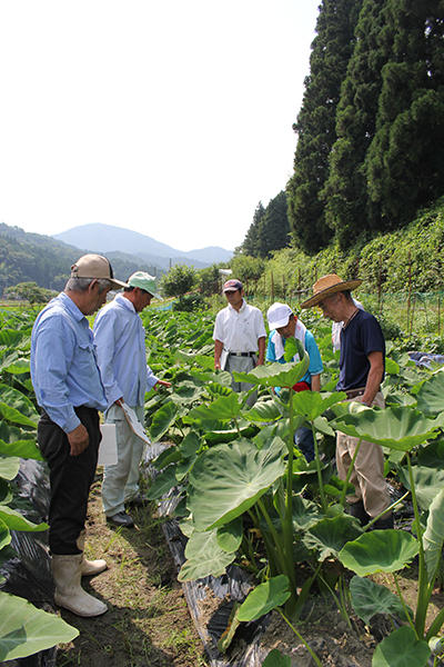 200720JAたじま　サトイモ圃場巡回.jpg