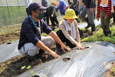 230616JAたじま　八代オクラ定植体験八代小学校.JPG