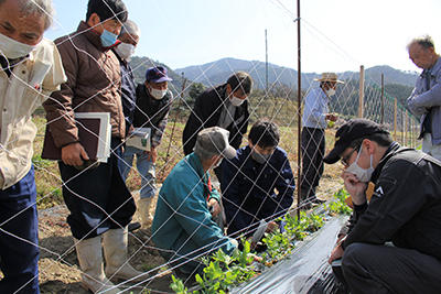 JAたじま　実エンドウ栽培講習会　0319 .jpg