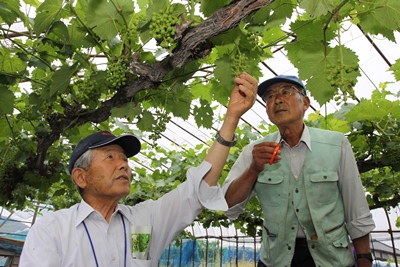 140605grape2.jpg