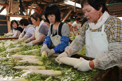 150820daikon1.jpg