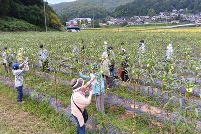 JAたじま　八代オクラ収穫ツアー、援農兼ね満喫、JJエリアセンター但馬.jpg