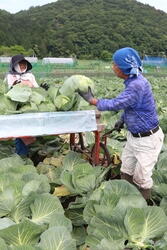 ぬ250612JAたじま　「神鍋高原キャベツ」最盛、葉が詰まり高品質、兵庫・JAたじま (1).jpg