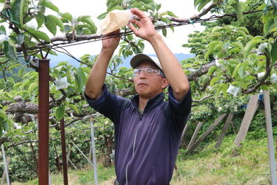 HPJAたじま　忘れられない味を追い求め、「香住なしの学校」から新規就農、宮川司さん（39）、兵庫・JAたじま.jpg