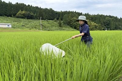 HPJAたじま　イネカメムシ100超える圃場で一斉調査、組合員に防除呼びかける、兵庫・JAたじま0715.jpeg