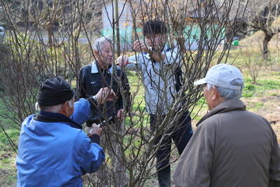 HP251219JAたじま 低木栽培で収量回復を、生産者向け剪定講習会を開催、兵庫・JAたじま朝倉さんしょ部会豊岡支部.jpg