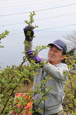 木の芽出荷最盛.jpg