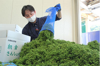 朝倉さんしょ出荷最盛.jpg
