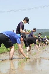 JAたじま　3者の連携強化に向けて田植え研修　JJエリアセンター但馬 .jpg