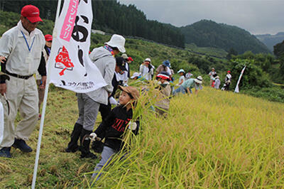 230916JAたじま　つちかおり米産地交流会稲刈り.JPG