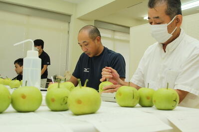 240820JAたじま　香住梨「二十世紀」　初出荷30日から　品位検討会で出来確認　.jpg